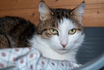 Ракель (1576-25к)