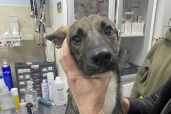 Саманта (1772-25)