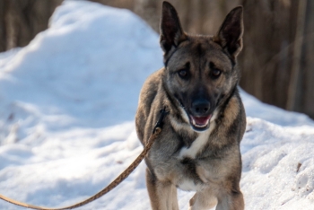 Саманта (1772-25)