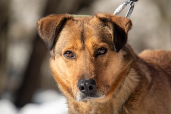 Сандра (1775-25)