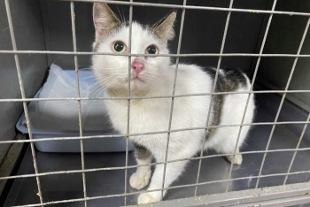 Сара (1577-25к)