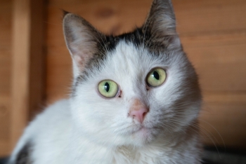 Сара (1577-25к)