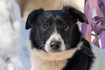 Сникерс (1757-25)