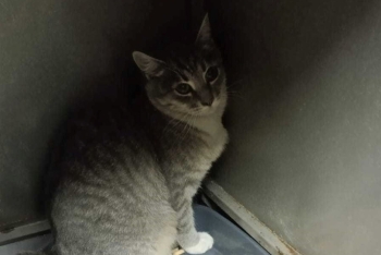 Сьюзи (1572-25к)