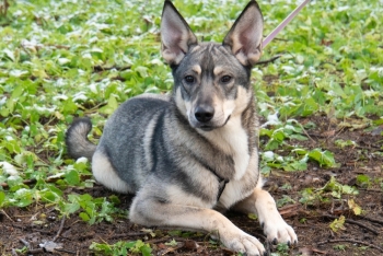 Тайсон (1709-25)