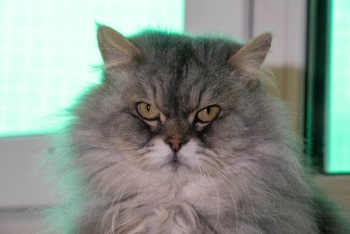 Тайсон (1488-25к)