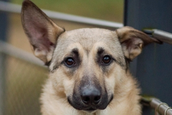 Тимур (1713-25)