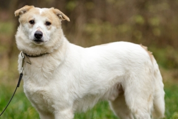 Триша (1748-25)