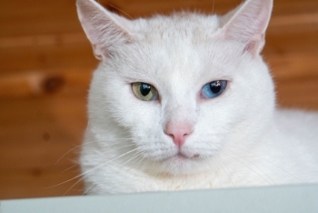 Умка (1502-25к)