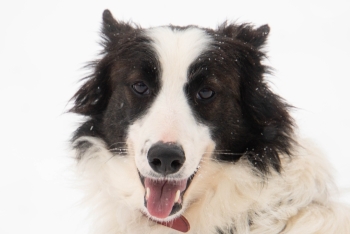 Ваниль (1753-25)