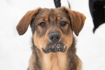 Венди (1778-25)