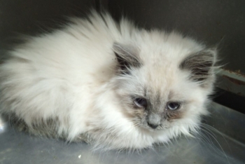 Ягодка (1575-25к)