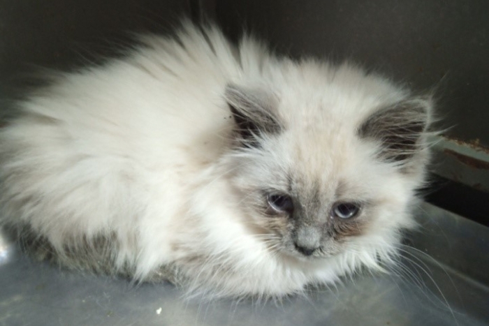 Ягодка (1575-25к)