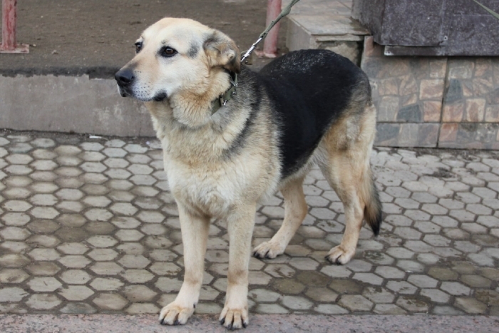 Маргоша (657з-12)