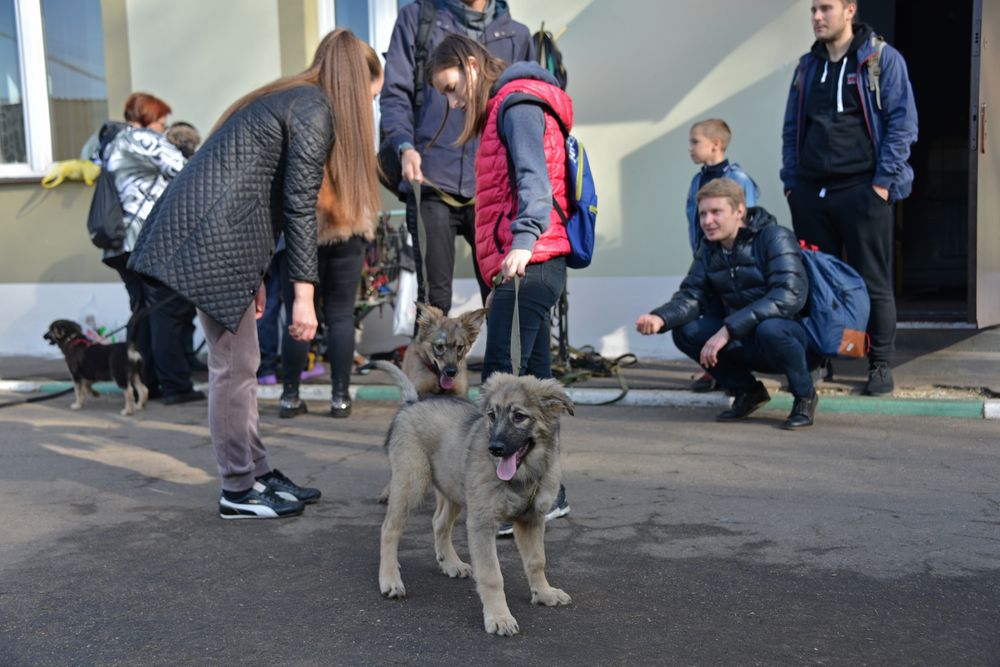 Приют зоорассвет москва. Приют в кусково для животных. Приют на рассветной аллее зоорассвет. Зоорассвет приют для животных. Зоорассвет приют для животных.