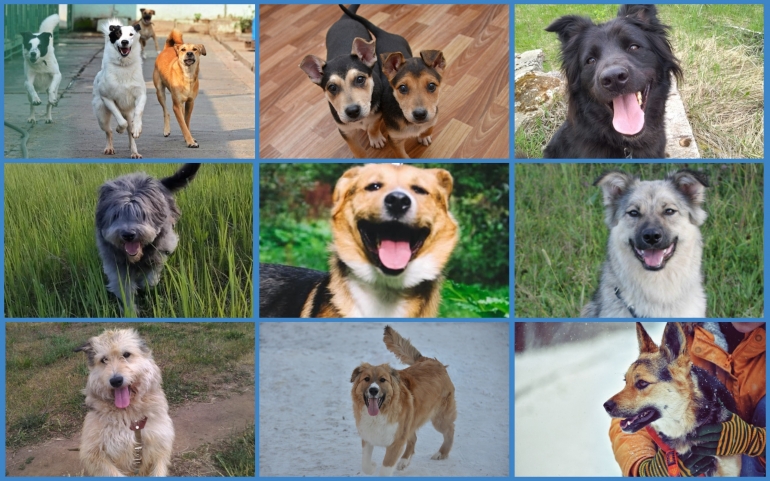 2 июля - Международный день собак!