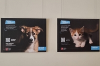 Ко Дню защиты бездомных животных открылась фотовыставка &quot;Хочу домой&quot;