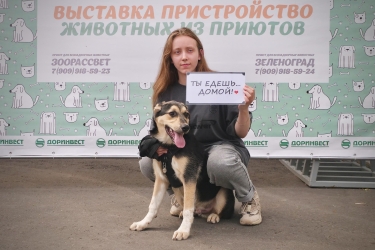Восемь животных приютов ГБУ &quot;Доринвест&quot; обрели хозяев на выставке-пристройстве