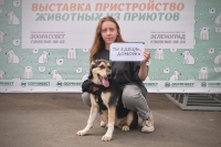 Девять животных приютов ГБУ &quot;Доринвест&quot; обрели хозяев на выставке-пристройстве