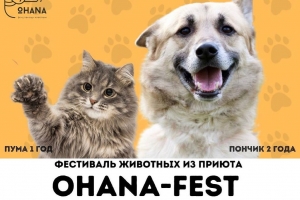 Фестиваль бездомных животных &quot;Ohana-fest 2021&quot;