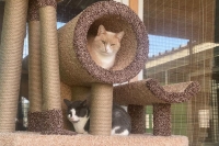 В кошатниках приютов &quot;Зоорассвет&quot; и &quot;Зеленоград&quot;- новые домики для кошек!
