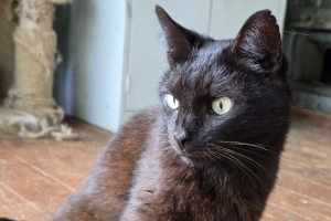 Выпускники "Доринвест": 9 подопечных приютов "Зеленоград" и "Зоорассвет" стали домашними&nbsp;