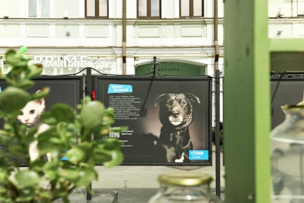 &quot;Хочу домой&quot; - фотовыставки животных открылись на центральных улицах столицы