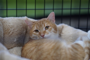 Пять подопечных приютов ГБУ &quot;Доринвест&quot; обрели хозяев на выставке